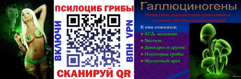 Галлюциногенные грибы Psilocybine cubensis  Черноголовка 